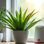 Dracena – Jak Dbać o Nią i Rozwiązywać Problemy?