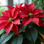 Gwiazda Betlejemska – Jak o Nią Dbać i Pielęgnować?