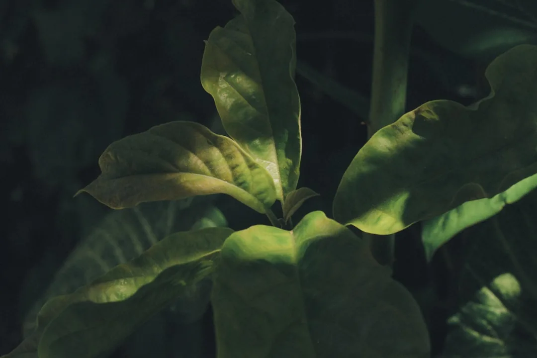 Jak często podlewać jukę? Przewodnik po pielęgnacji rośliny