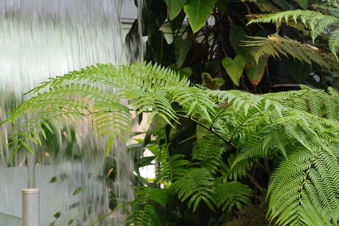 Jak dbać o paprotkę: Przewodnik po pielęgnacji rośliny