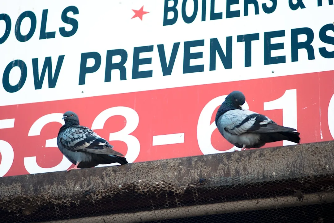 Jak odstraszyć gołębie? Skuteczne metody i korzyści