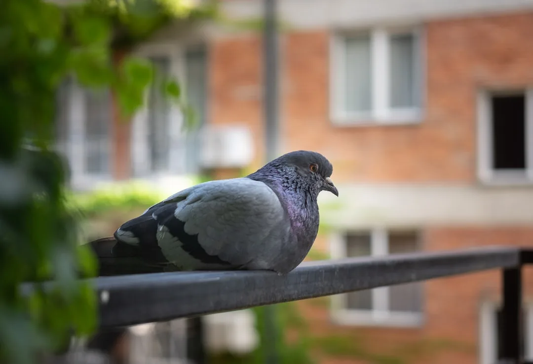 Jak odstraszyć gołębie z balkonu? Skuteczne metody i porady