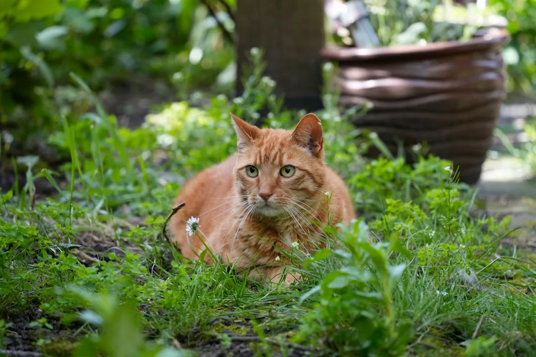 Jak odstraszyć koty z ogrodu? Skuteczne metody i porady