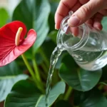 Jak podlewać anturium – Praktyczne porady i metody