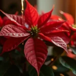 Jak podlewać gwiazdę betlejemską? Porady i wskazówki