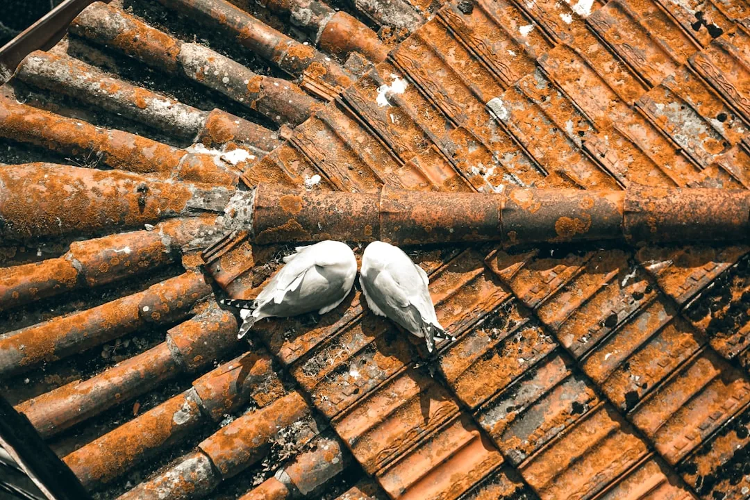 Jak pozbyć się kuny z poddasza? Skuteczne metody i porady