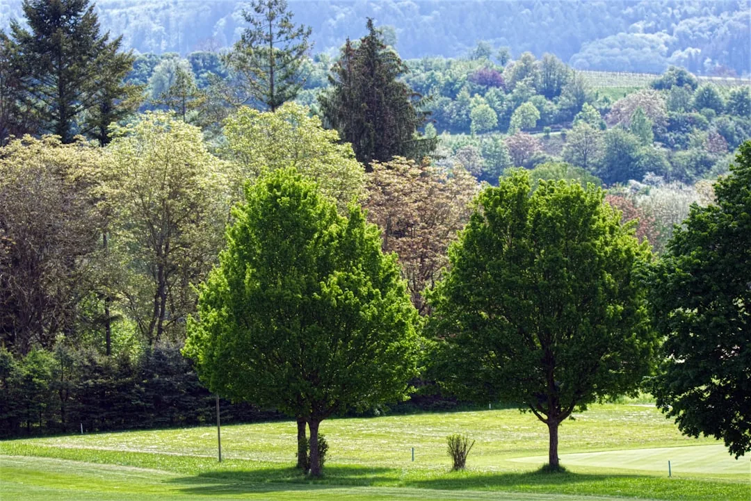 Milin w formie drzewka – Jak go prowadzić i pielęgnować?