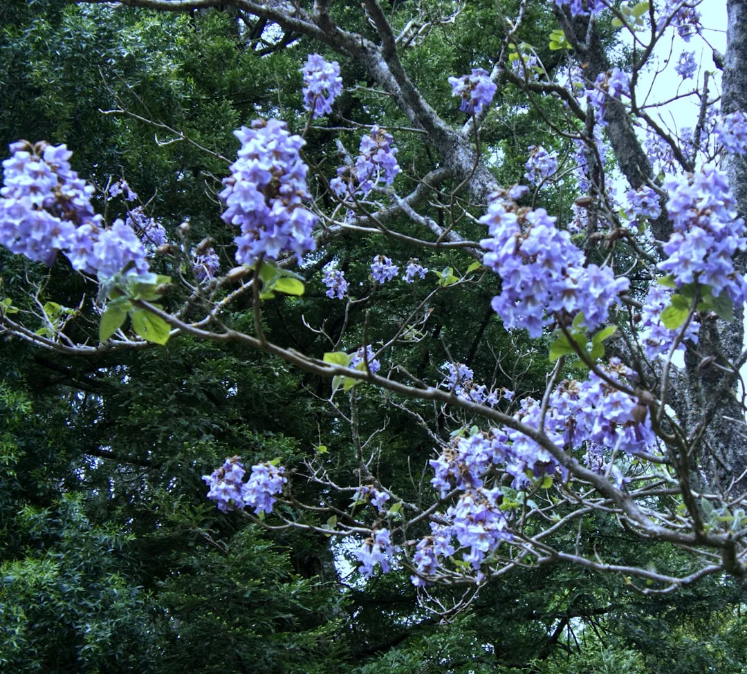 Jak przycinać borówkę amerykańską? Przewodnik krok po kroku