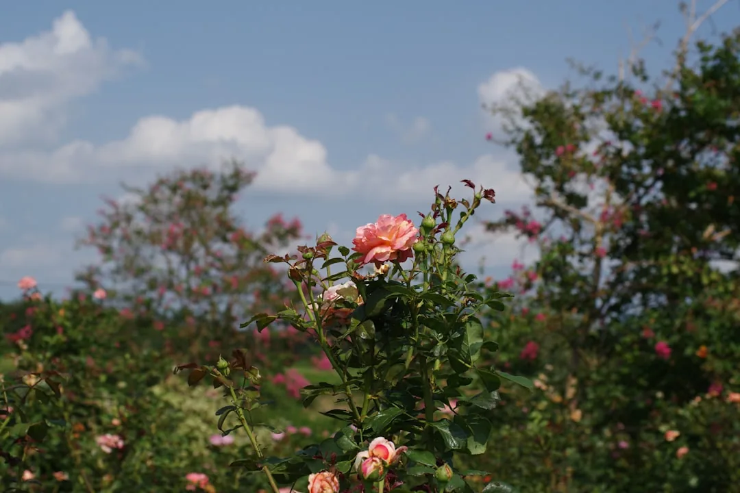 Jak rozmnożyć róże? Metody i praktyczne wskazówki