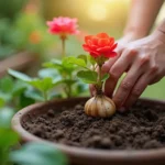 Jak sadzić begonie w doniczce: Poradnik krok po kroku