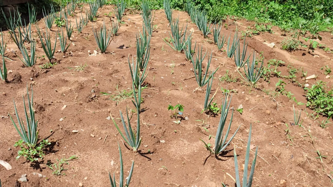 Cebula dymka: Jak ją sadzić, pielęgnować i zbierać?