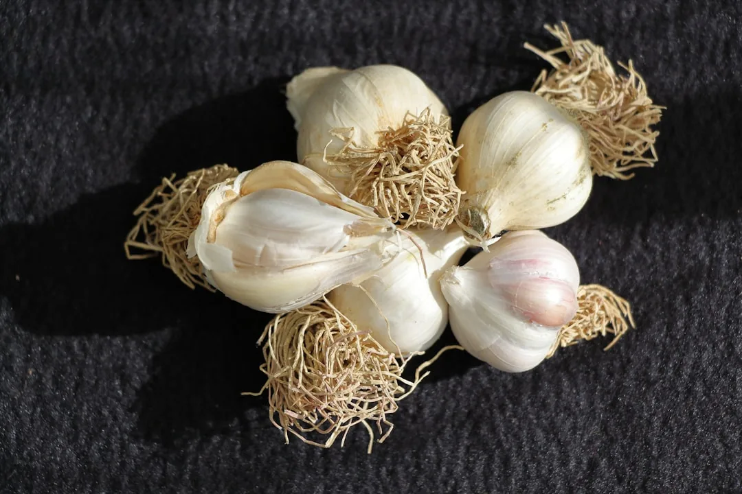 Czosnek w domu: Jak go sadzić i pielęgnować? Przewodnik