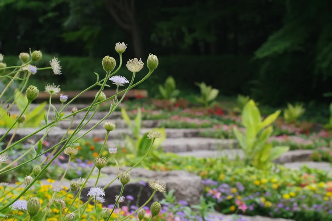 Jak sadzić dalie – Przewodnik krok po kroku i porady