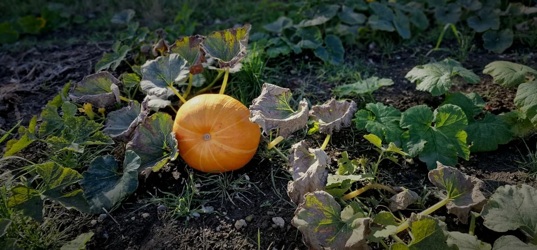 Jak sadzić dynie? Przewodnik po uprawie i pielęgnacji