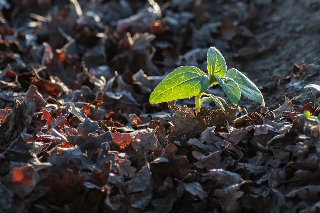 Jak sadzić hortensje: Poradnik krok po kroku