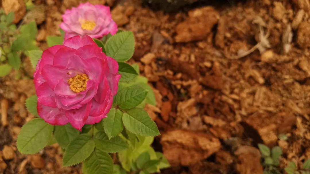 Jak sadzić róże – Przewodnik dla początkujących ogrodników