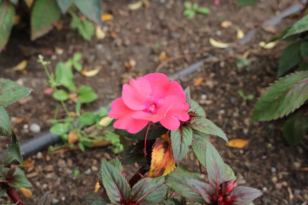 Jak sadzić róże z marketu? Przewodnik po sadzeniu i pielęgnacji