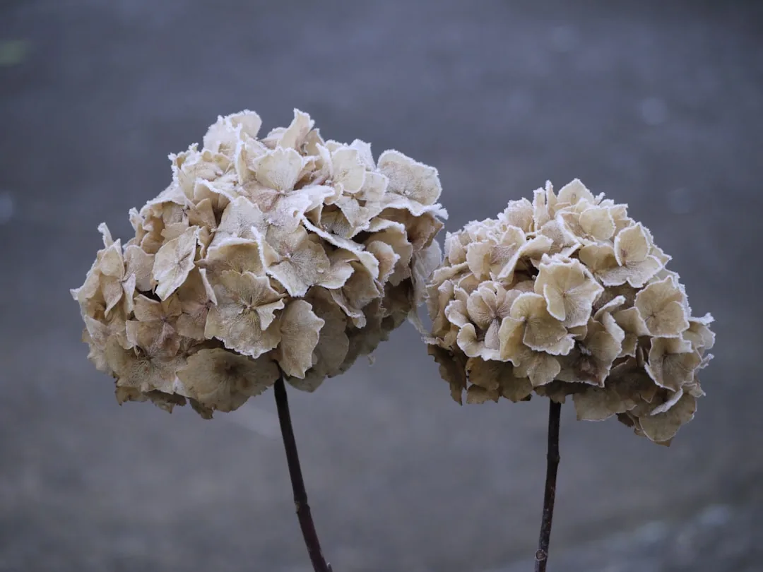 Jak suszyć kwiaty? Przewodnik po metodach i wskazówkach