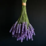 Jak suszyć lawendę? Praktyczny przewodnik krok po kroku