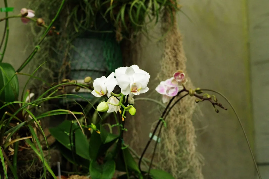 Jak uratować storczyka? Skuteczne metody na zgniłe korzenie