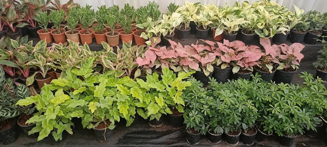 Jak uratować suchy bukszpan? Skuteczne metody regeneracji