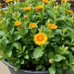 Jak uratować sundaville? Praktyczne porady i wskazówki