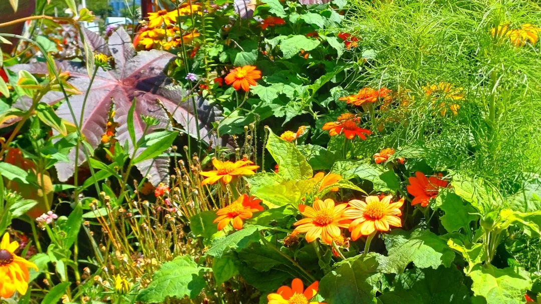 Jak uratować sundaville? Praktyczne porady i wskazówki