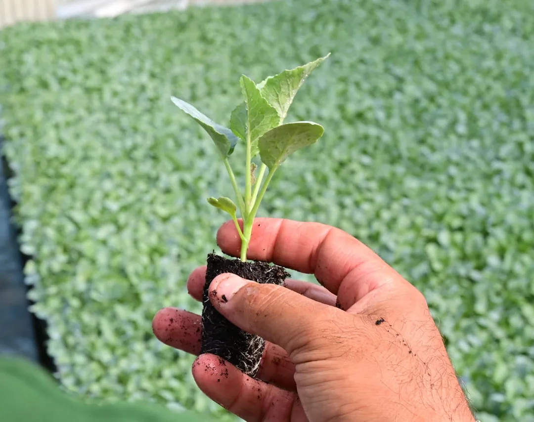 Jak zasadzić awokado: Przewodnik krok po kroku