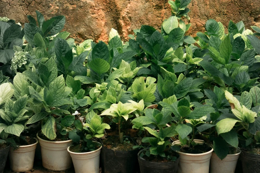 Jaka ziemia do aloesu? Wybór i pielęgnacja rośliny