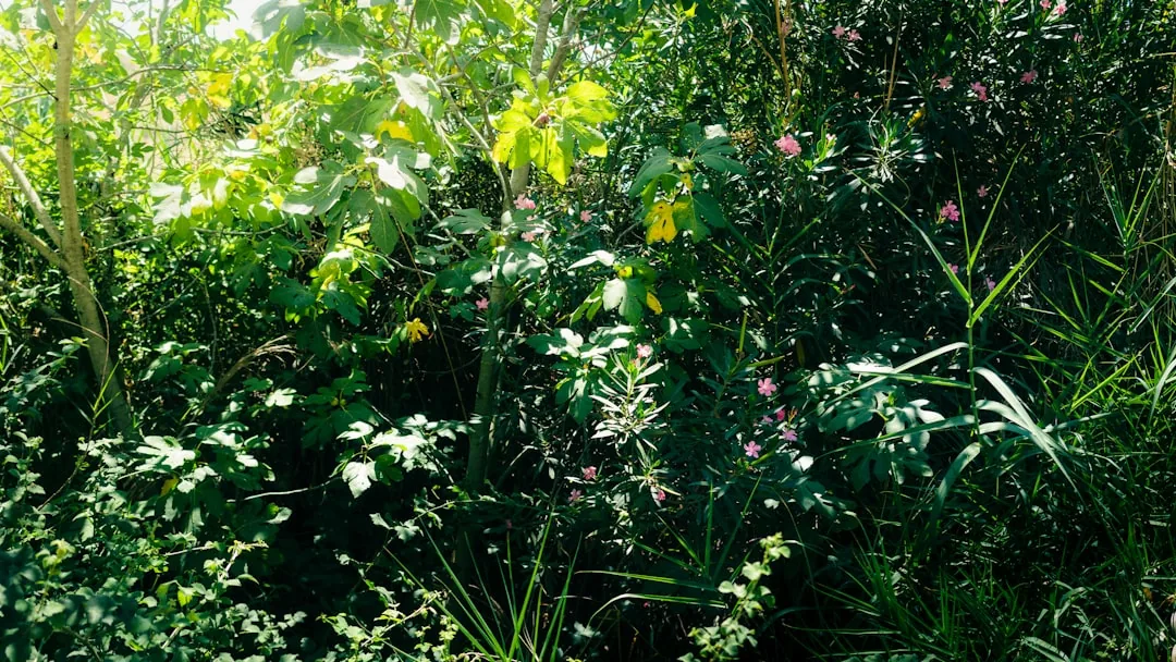 Ziemia do Pelargonii – Jak Wybrać Najlepsze Podłoże?