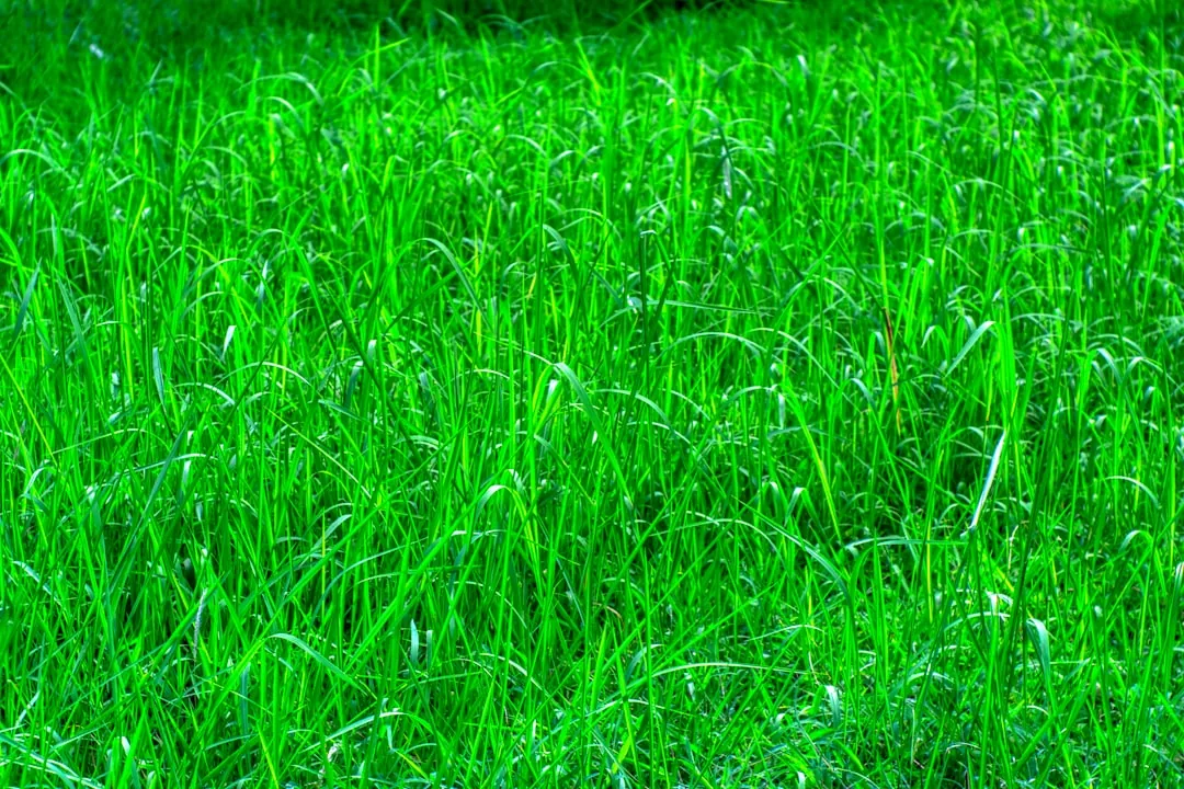 Nawóz do trawy – Jak wybrać i kiedy stosować?