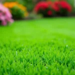 Jaki nawóz na zagęszczenie trawy – Wybór i Korzyści