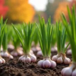 Jaki nawóz pod czosnek zimowy – Najlepsze opcje i porady