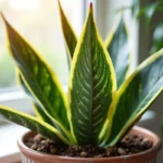 Sansewieria: Jak Pielęgnować Kwiat, by Zdrowo Rosła?