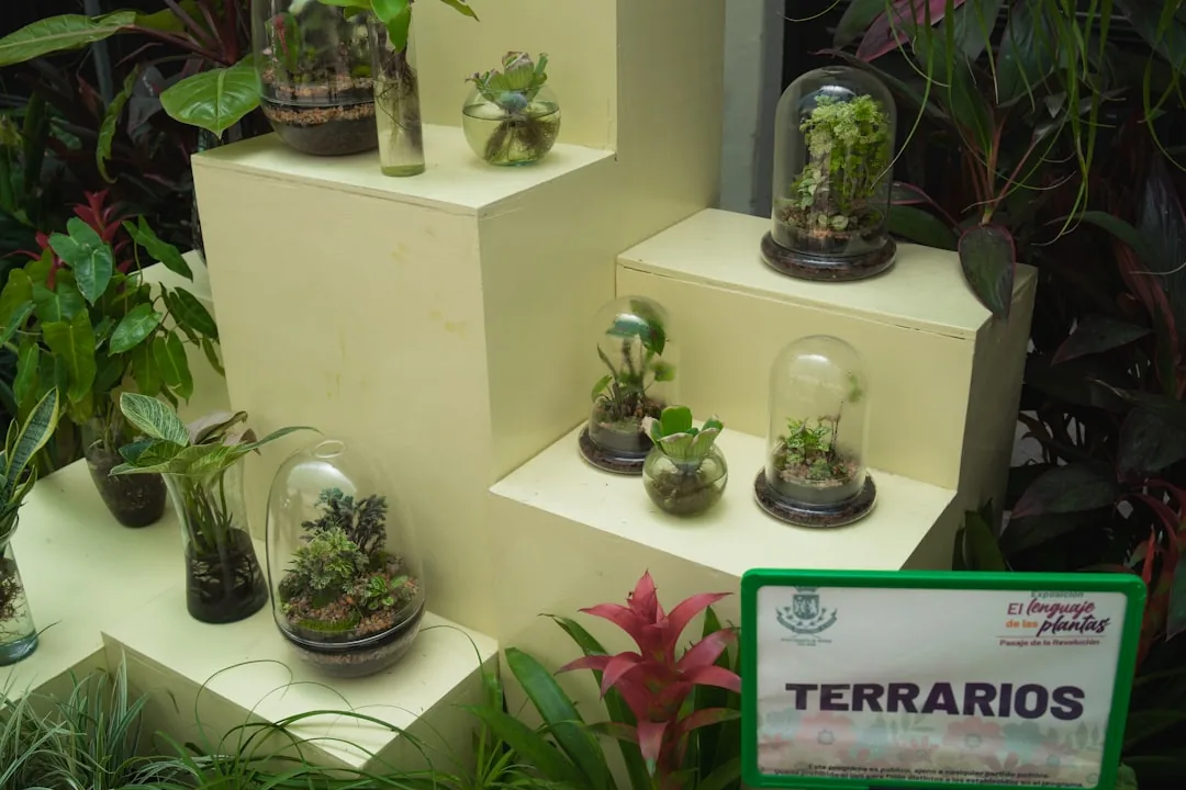 Las w słoiku – Jak go zrobić krok po kroku?