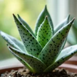 Lundager Kwiat: Jak Pielęgnować i Dbać o Nie?