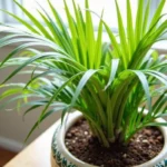 Palma Areka: Jak Dbać o Nią i Utrzymać w Doskonałej Formie