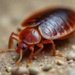 Pluskwy – Skuteczne Metody Zwalczania i Zapobieganie