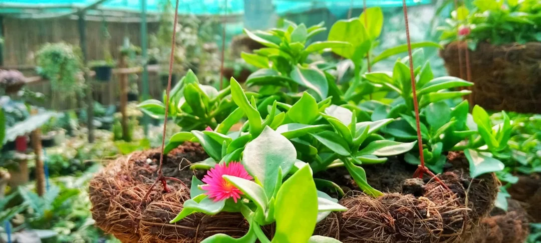 Skrzydłokwiat – Jaka Ziemia Będzie Najlepsza?